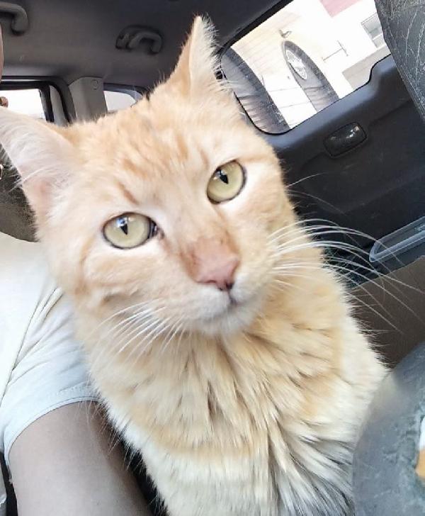 Kia, Giovane Mamma Gatta